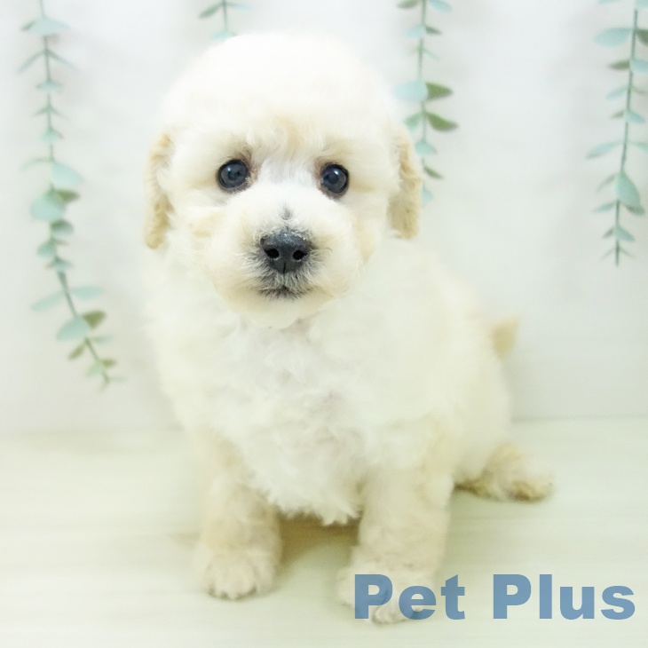 トイ・プードル