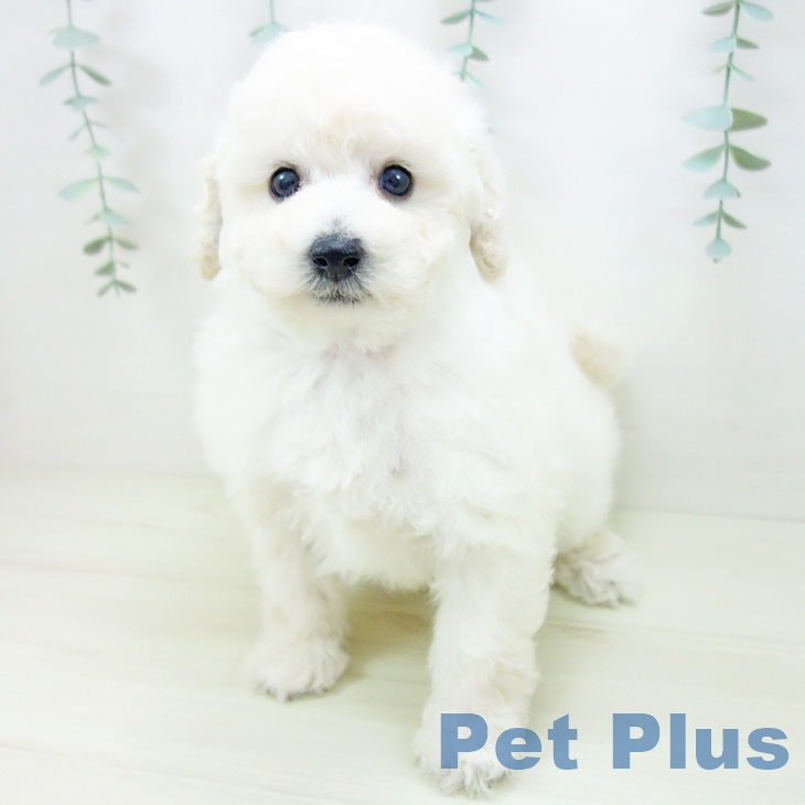 トイ・プードル