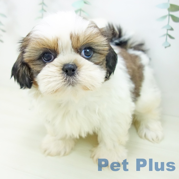 シー・ズーの写真2