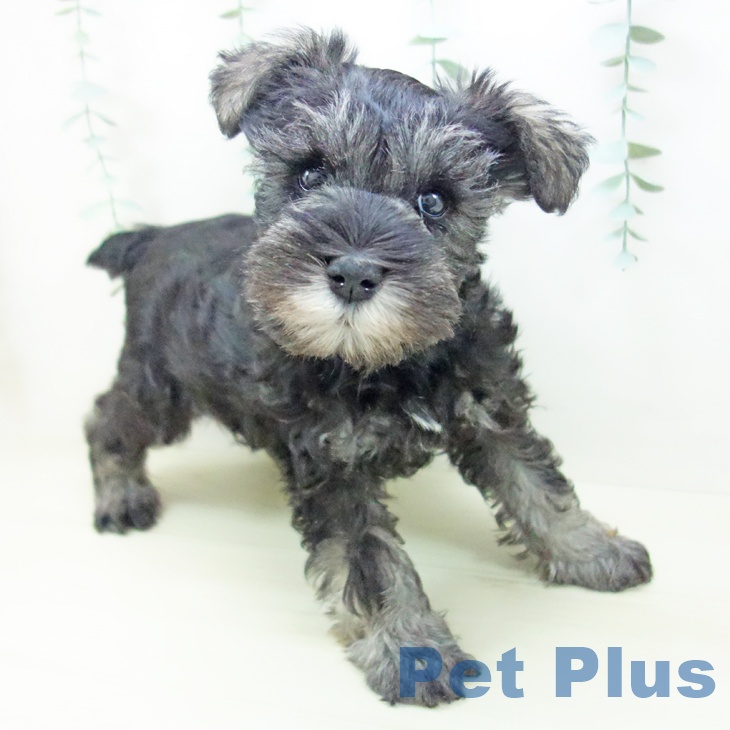 ミニチュア・シュナウザー