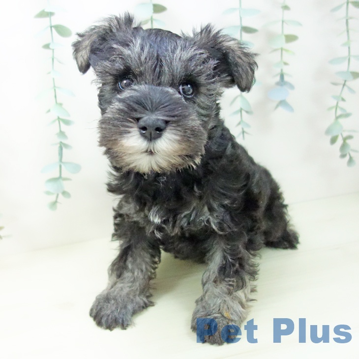 ミニチュア・シュナウザーの写真2