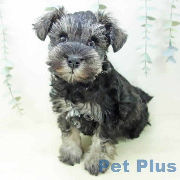 ミニチュア・シュナウザー