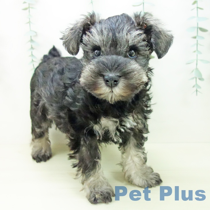 ミニチュア・シュナウザーの写真2