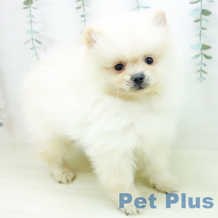 ポメラニアンの写真2