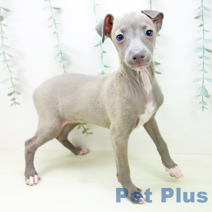 イタリアン・グレーハウンド