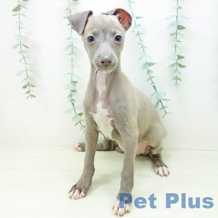 イタリアン・グレーハウンド