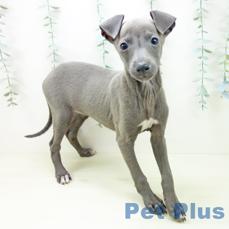 イタリアン・グレーハウンド