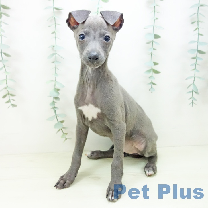 イタリアン・グレーハウンドの写真2