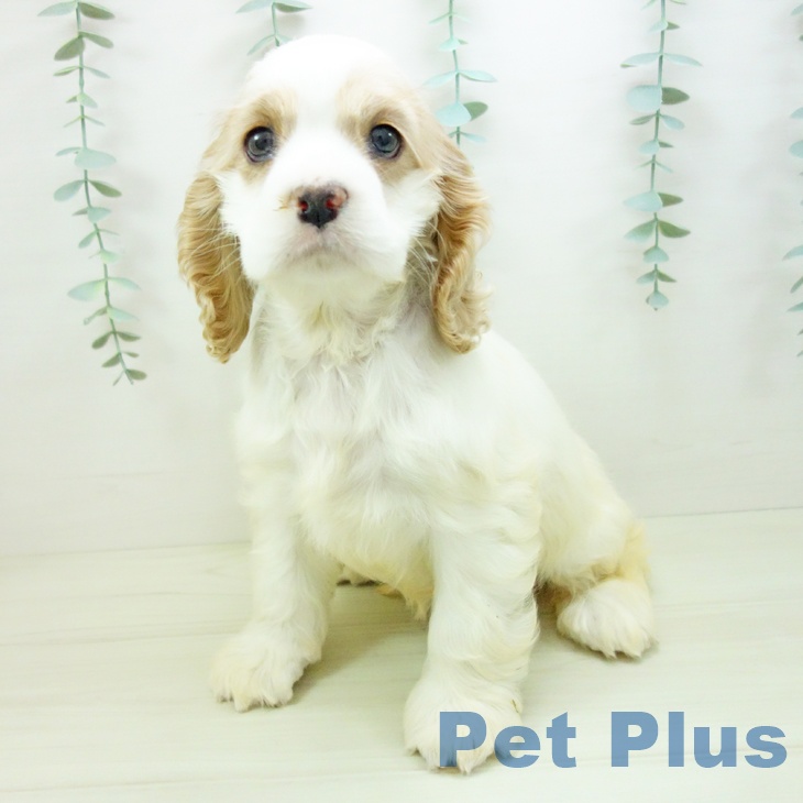 アメリカン・コッカー・スパニエル