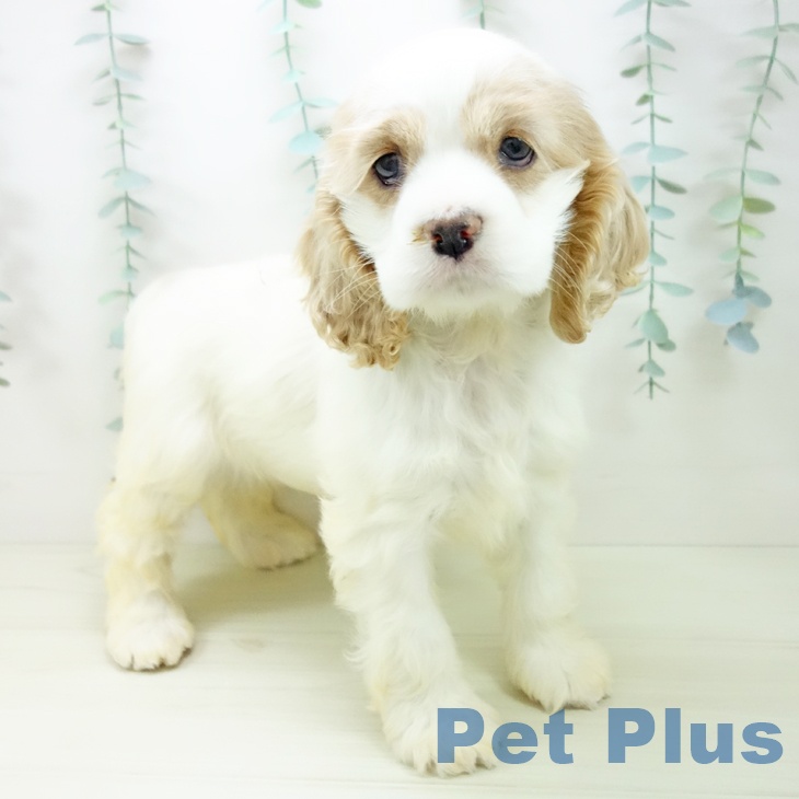 アメリカン・コッカー・スパニエルの写真2