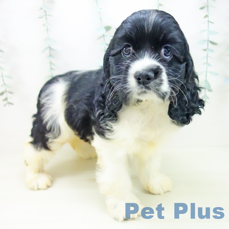 アメリカン・コッカー・スパニエル