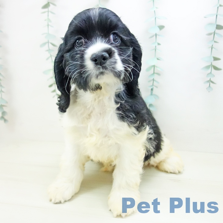 アメリカン・コッカー・スパニエル