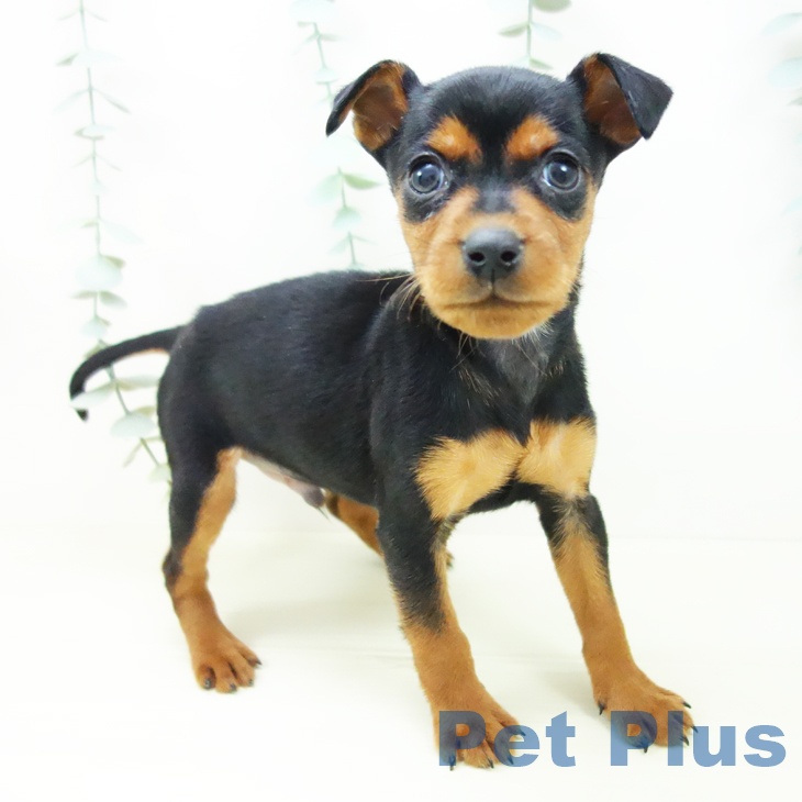 ミニチュア・ピンシャー