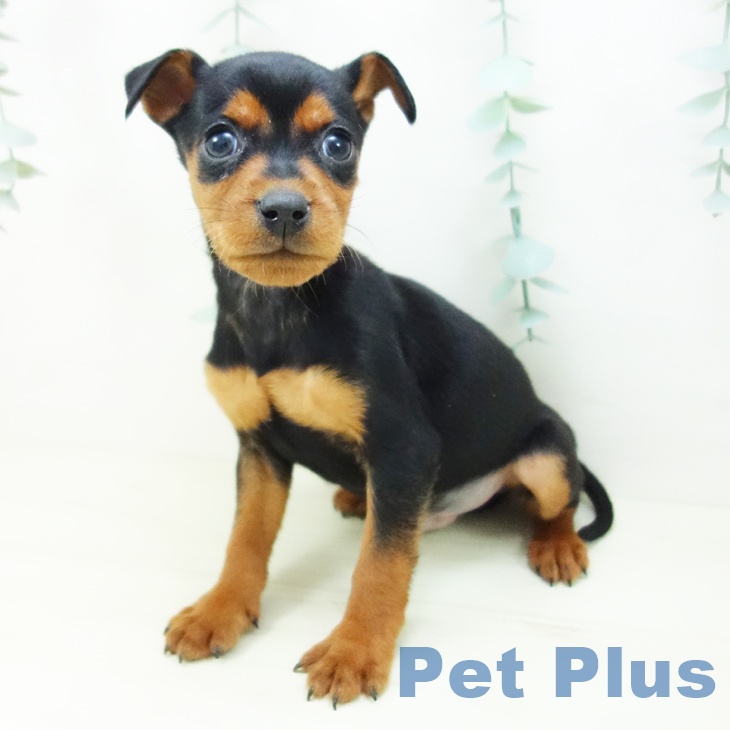 ミニチュア・ピンシャーの写真2