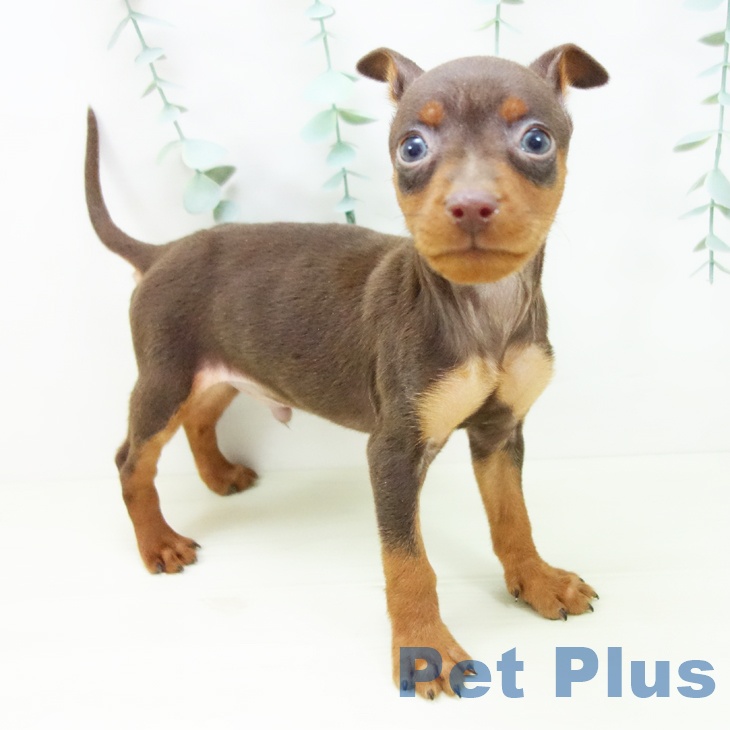 ミニチュア・ピンシャー