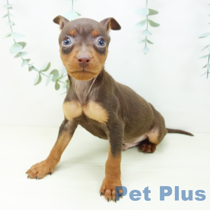 ミニチュア・ピンシャーの写真2