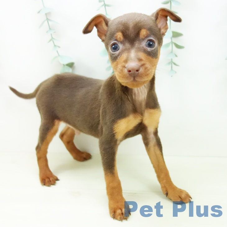 ミニチュア・ピンシャー