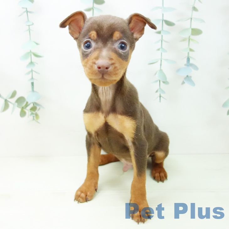 ミニチュア・ピンシャーの写真2