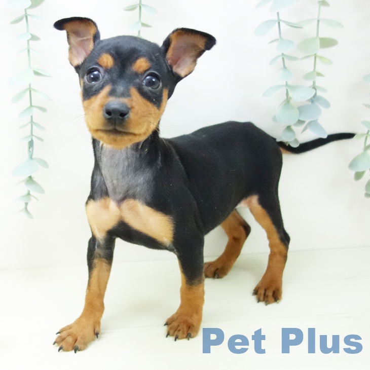 ミニチュア・ピンシャー