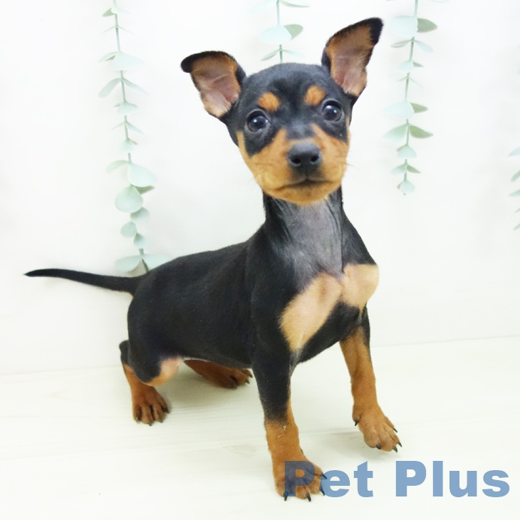 ミニチュア・ピンシャーの写真2