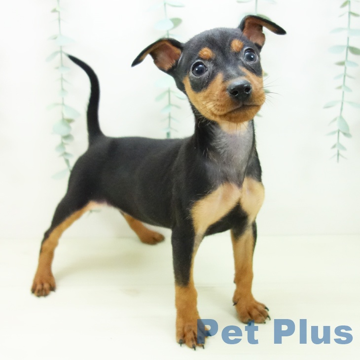 ミニチュア・ピンシャー