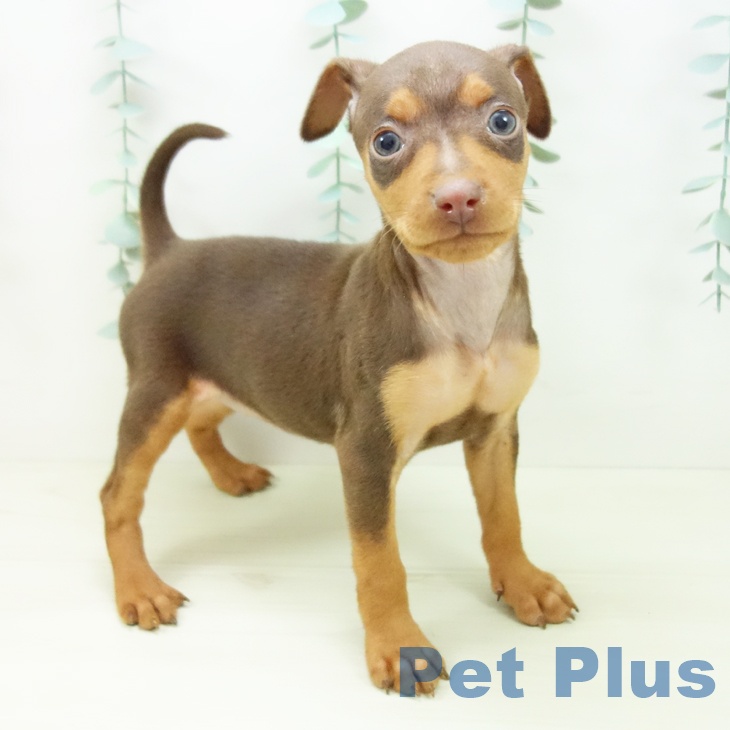 ミニチュア・ピンシャー