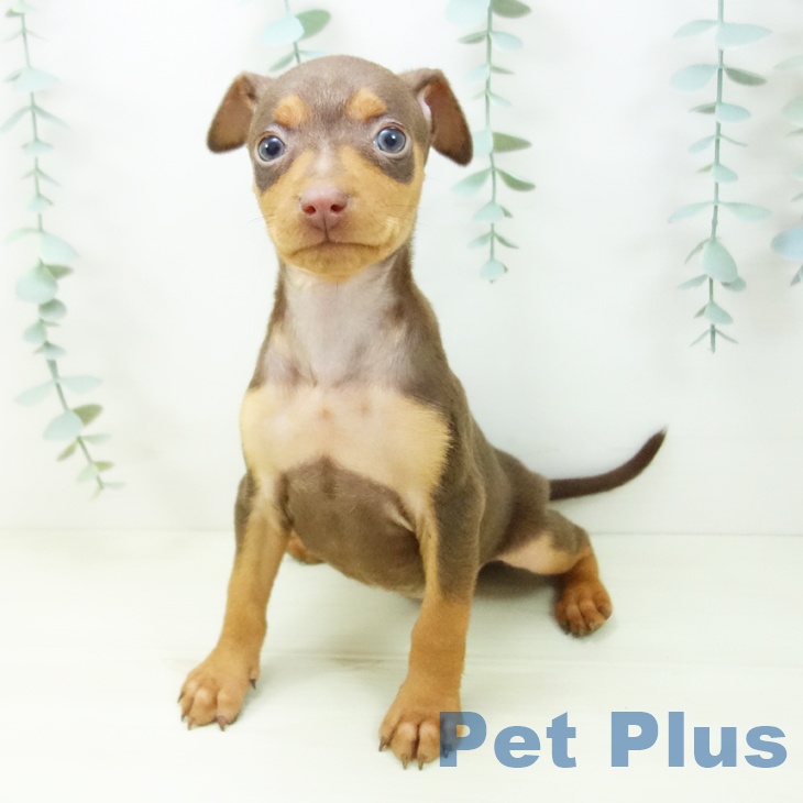 ミニチュア・ピンシャーの写真2