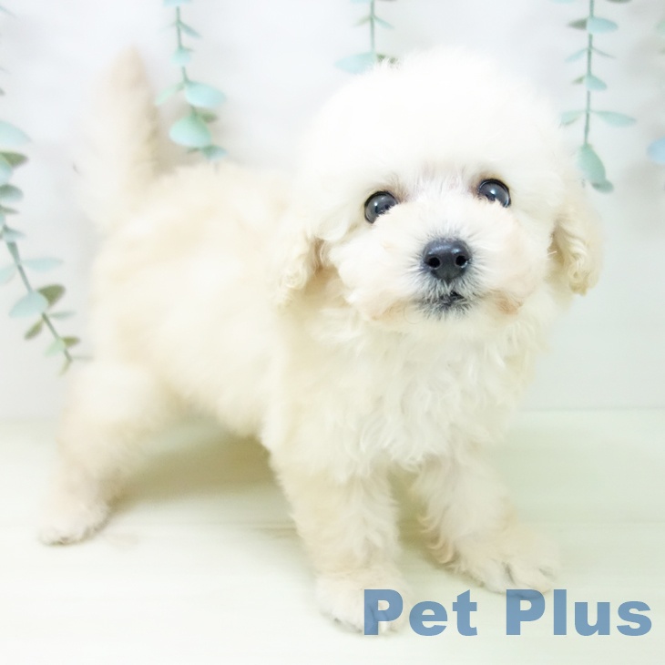 トイ・プードル