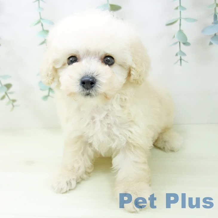 トイ・プードル