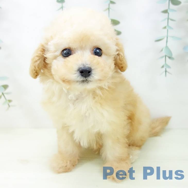 トイ・プードル