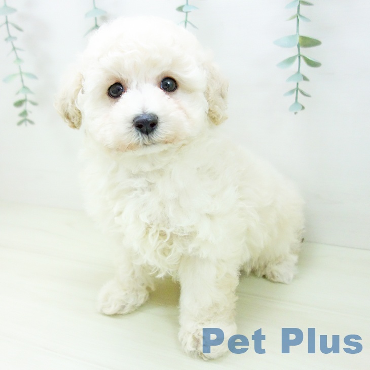 トイ・プードル