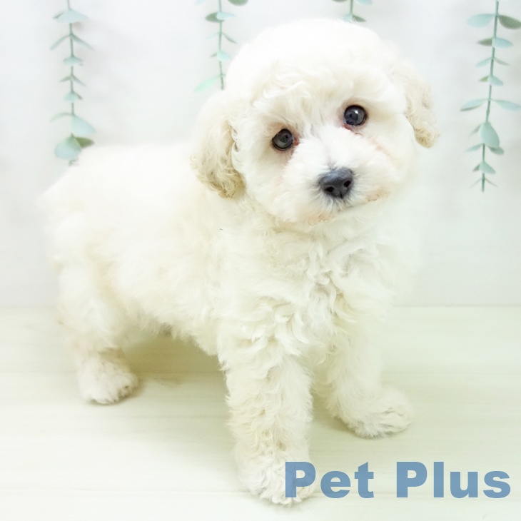 トイ・プードル