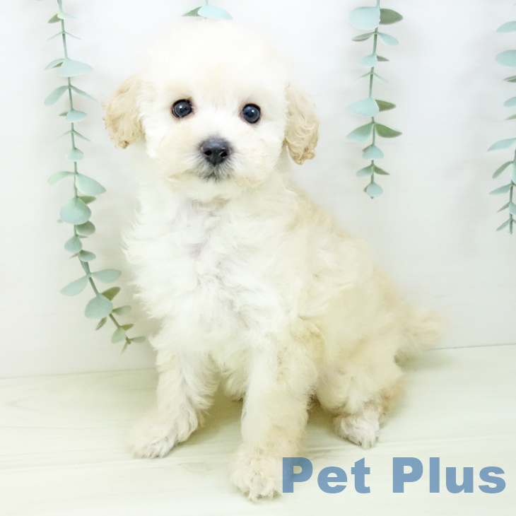 トイ・プードル