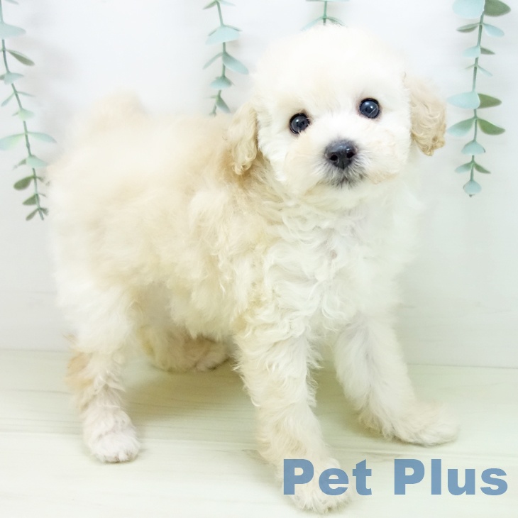 トイ・プードルの写真2