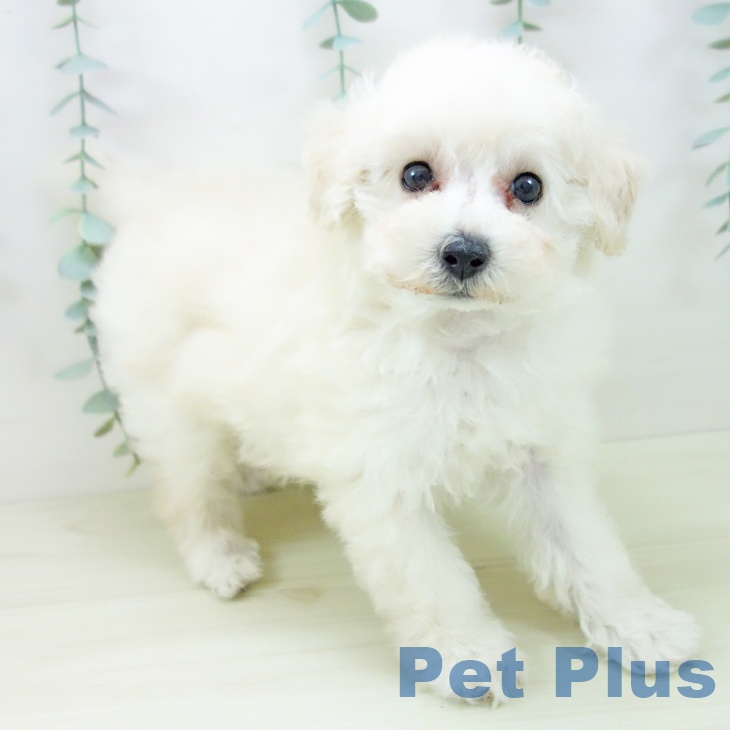 トイ・プードル