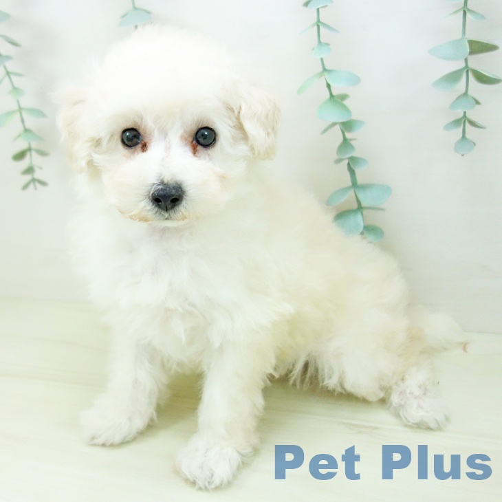 トイ・プードルの写真2