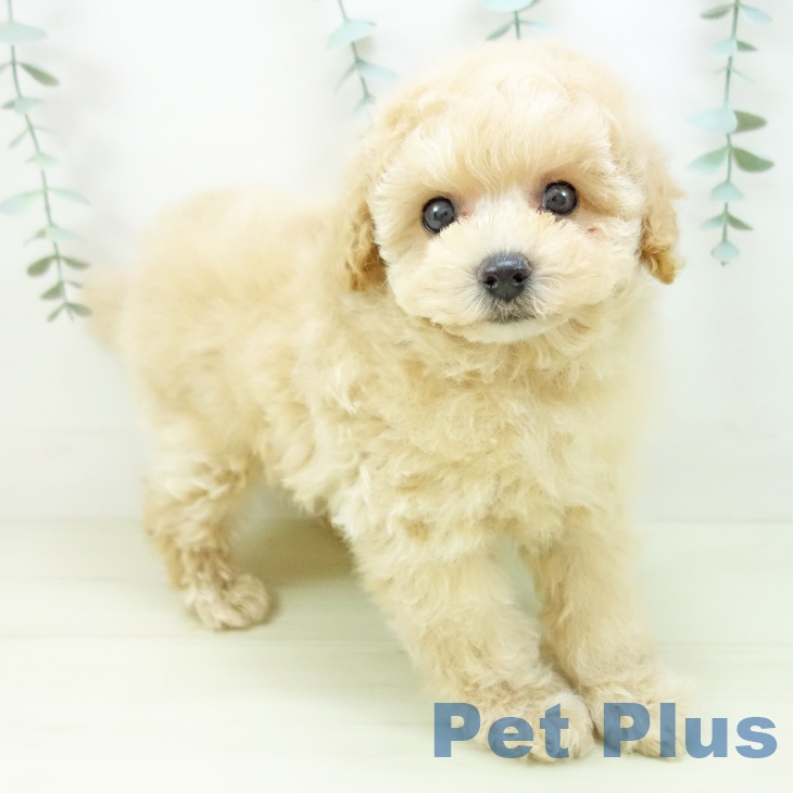 トイ・プードル