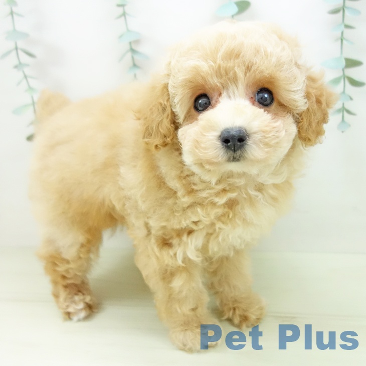 トイ・プードル