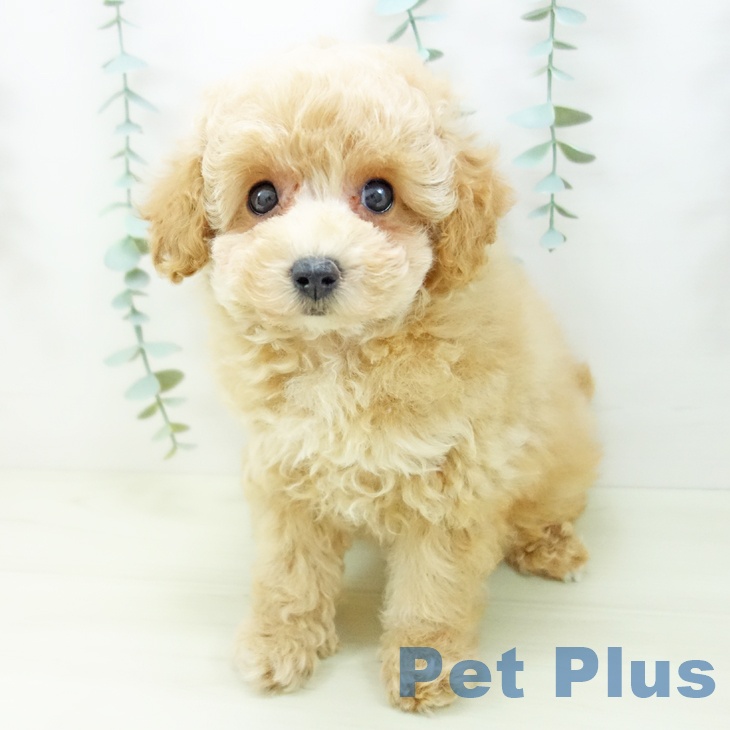 トイ・プードルの写真2