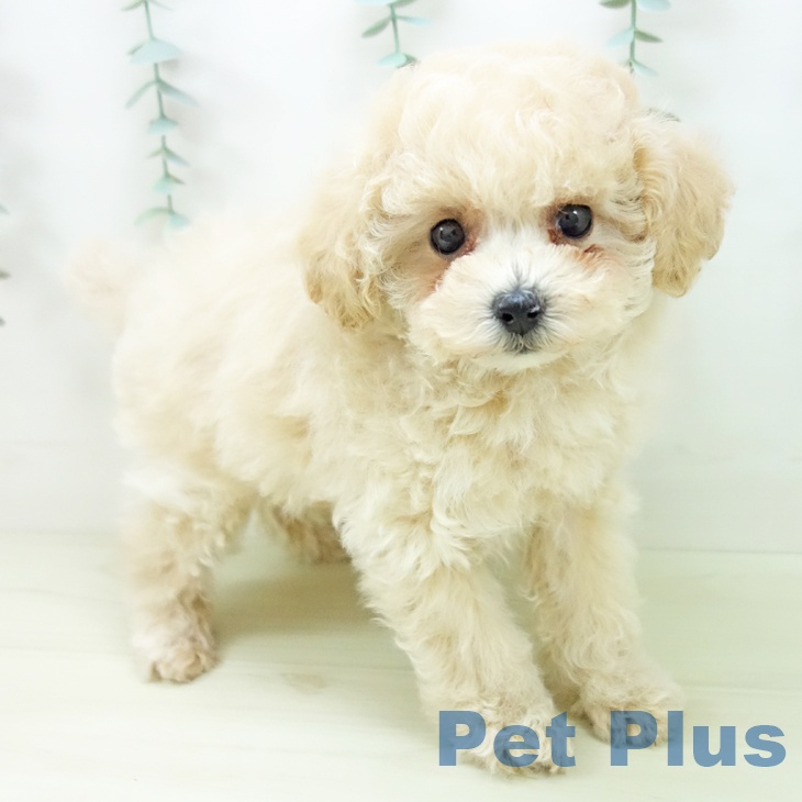 トイ・プードル