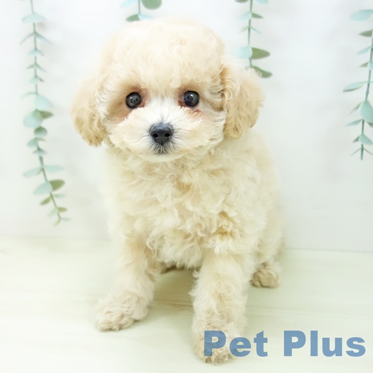 トイ・プードルの写真2