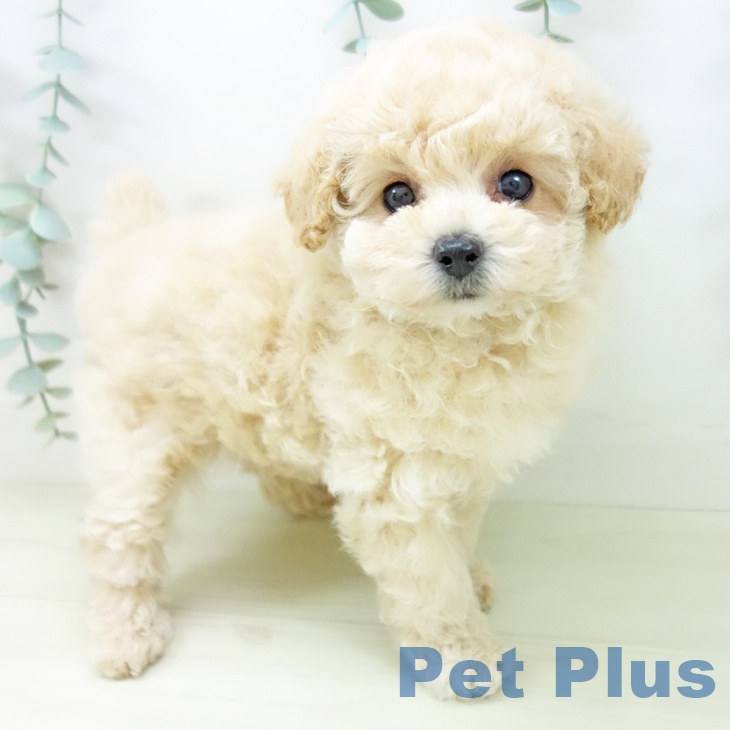 トイ・プードル