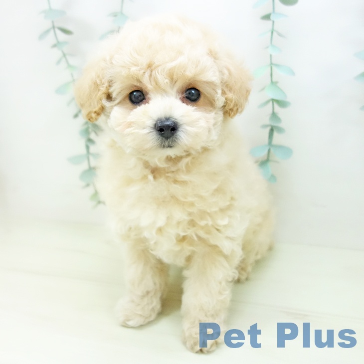 トイ・プードルの写真2