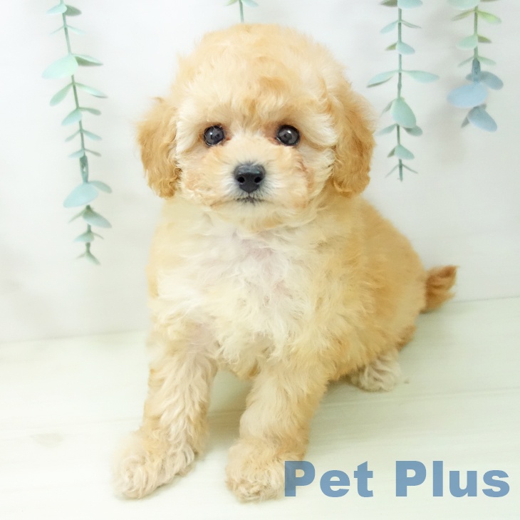 トイ・プードル