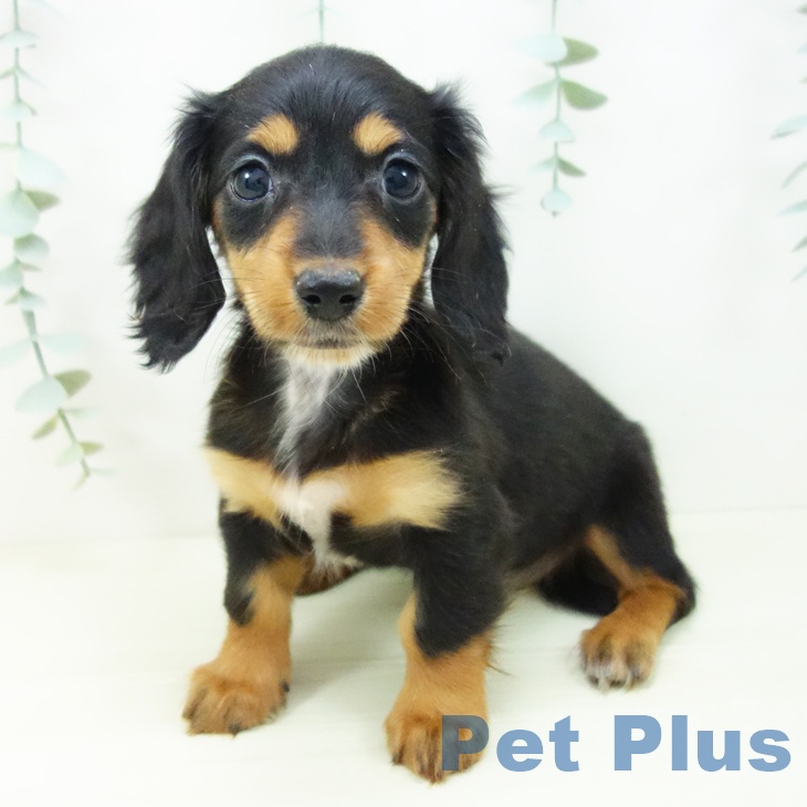 ミニチュア・ダックスフンド