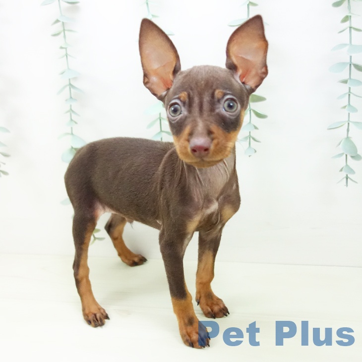 ミニチュア・ピンシャー