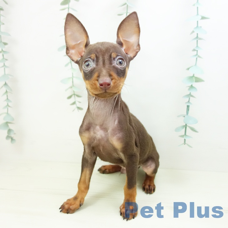 ミニチュア・ピンシャーの写真2