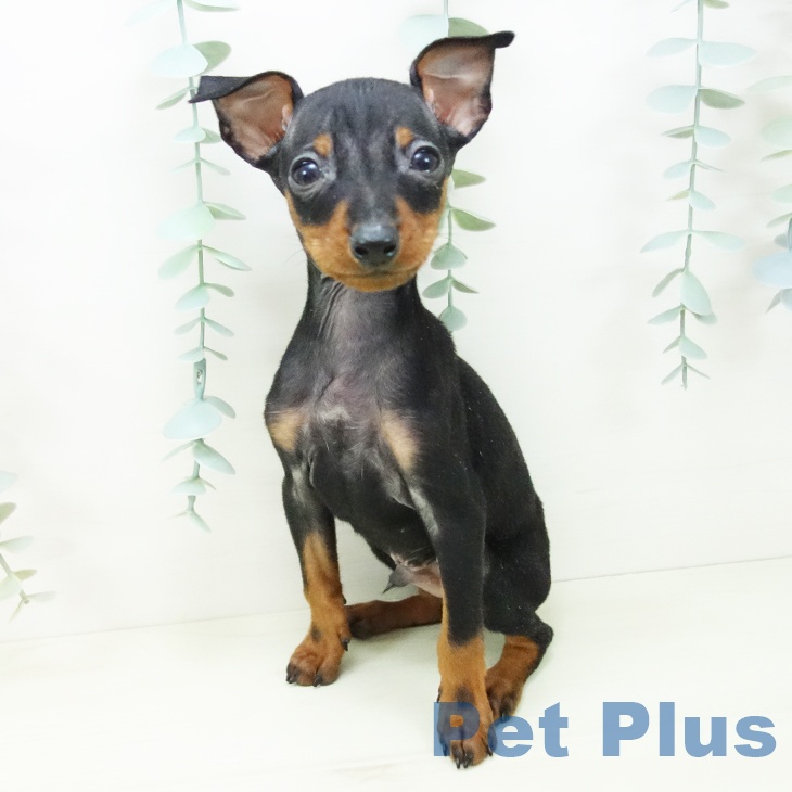 ミニチュア・ピンシャー