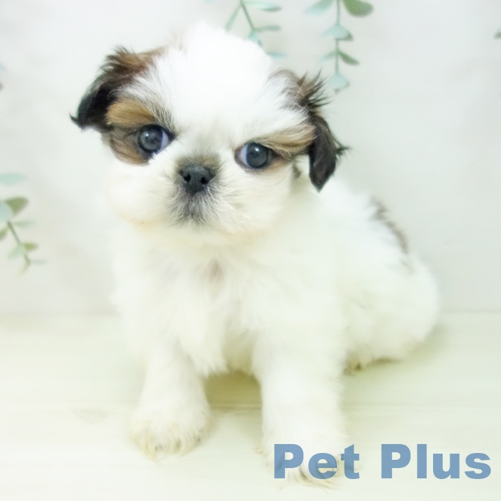 シー・ズーの写真2