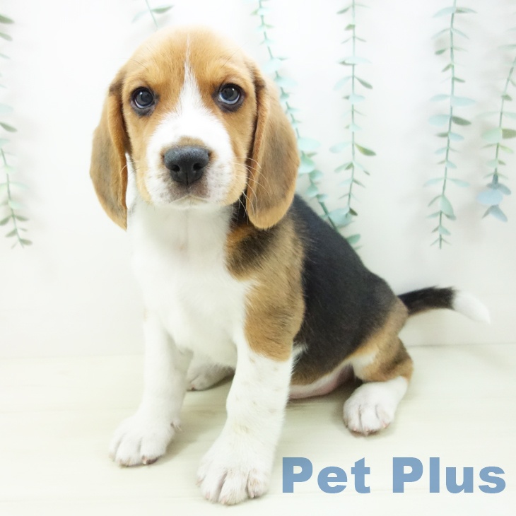 ビーグルの写真2